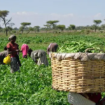 Firm deploys support tools for farmers, extension workers in Nigeria