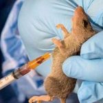 lassa fever
